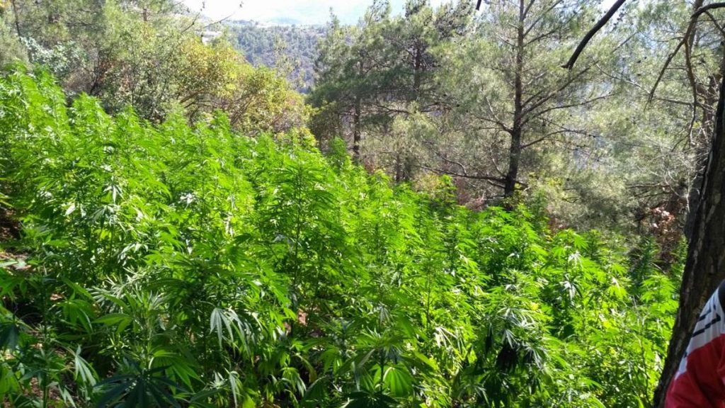 Belen Amanıslar’da 2.132 Kök Kenevir Ele Geçirildi