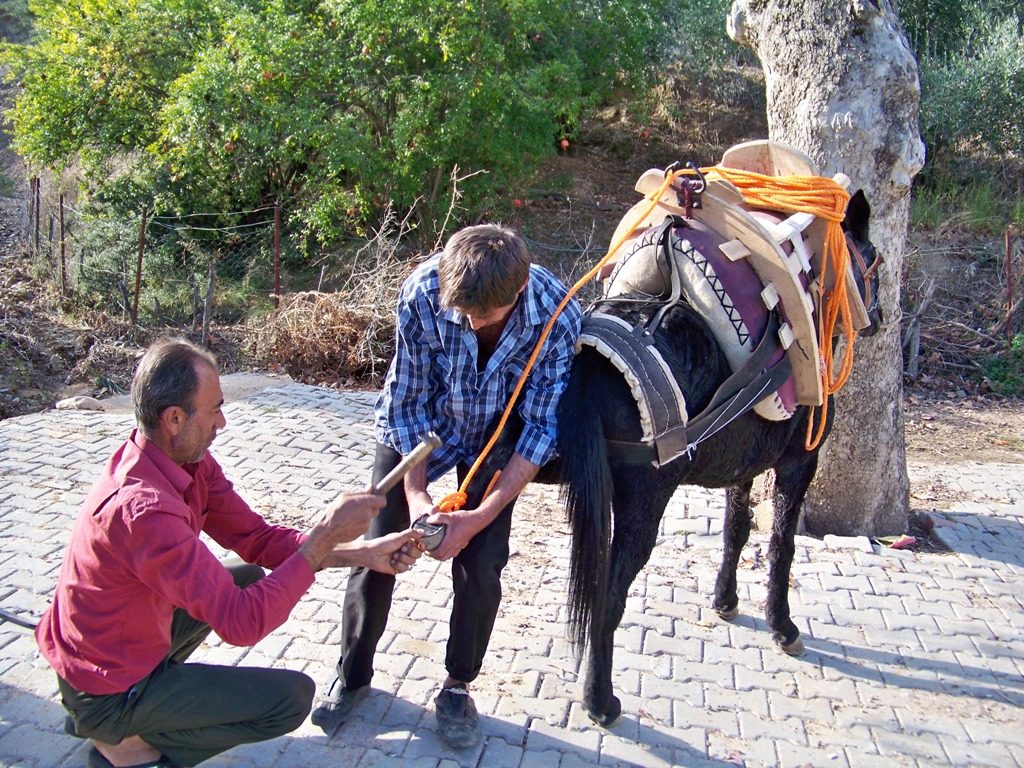 HASSA’DA  AT  NALI USTALARI, MESLĞİN SON TEMSİLCİLERİ