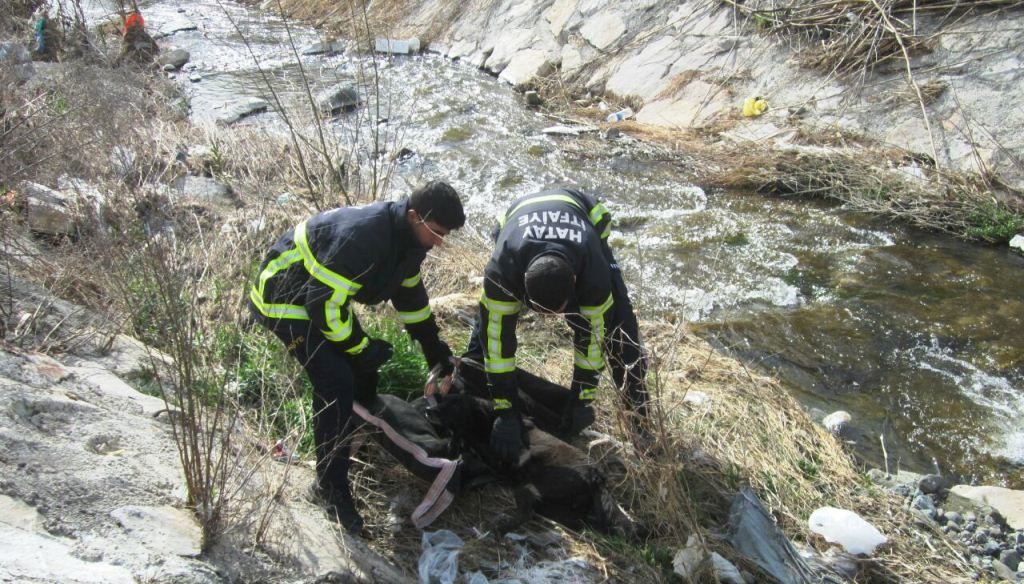 ASİ’YE VE KANALA DÜŞEN KÖPEKLER, HBB EKİPLERİ TARAFINDAN KURTARILDI