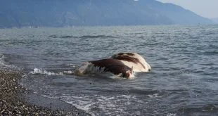 Samandağ ‘da sahile vurmuş ölü inek şaşkına çevirdi
