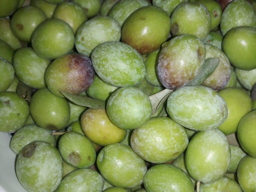 Hassa’da Zeytin Krizi: Maliyetler Katlandı, Fiyat Yerinde Sayıyor!