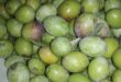 hassa zeytin hasadı