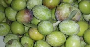 Hassa’da Zeytin Krizi: Maliyetler Katlandı, Fiyat Yerinde Sayıyor!