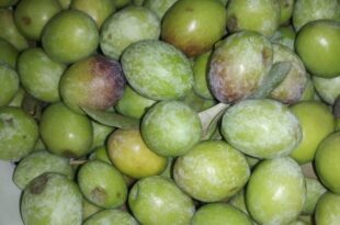 hassa zeytin hasadı