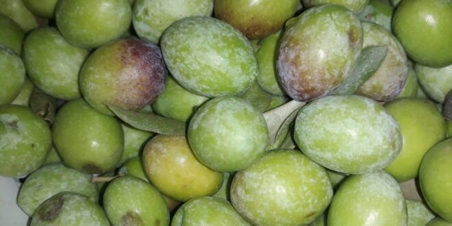 hassa zeytin hasadı