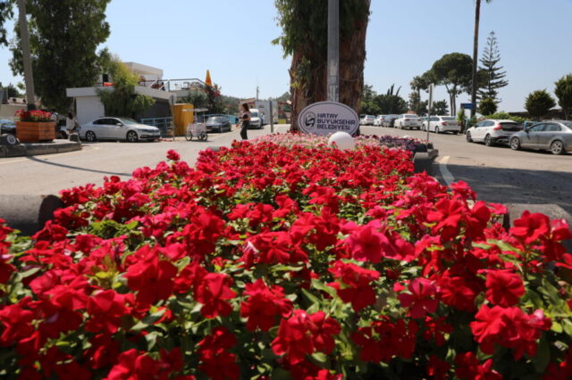 foto.jpg Hatay Arsuz'da çiçek açtı
