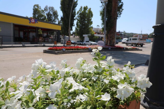 foto.jpg Hatay Arsuz'da çiçek açtı