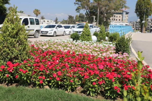 foto.jpg Hatay Arsuz'da çiçek açtı