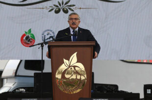 Altınözü Zeytin Festivali: Hatay’ın Hasat Geleneği
