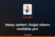 Hatay zahter toplama ve mutfakta kullanım sahnesi